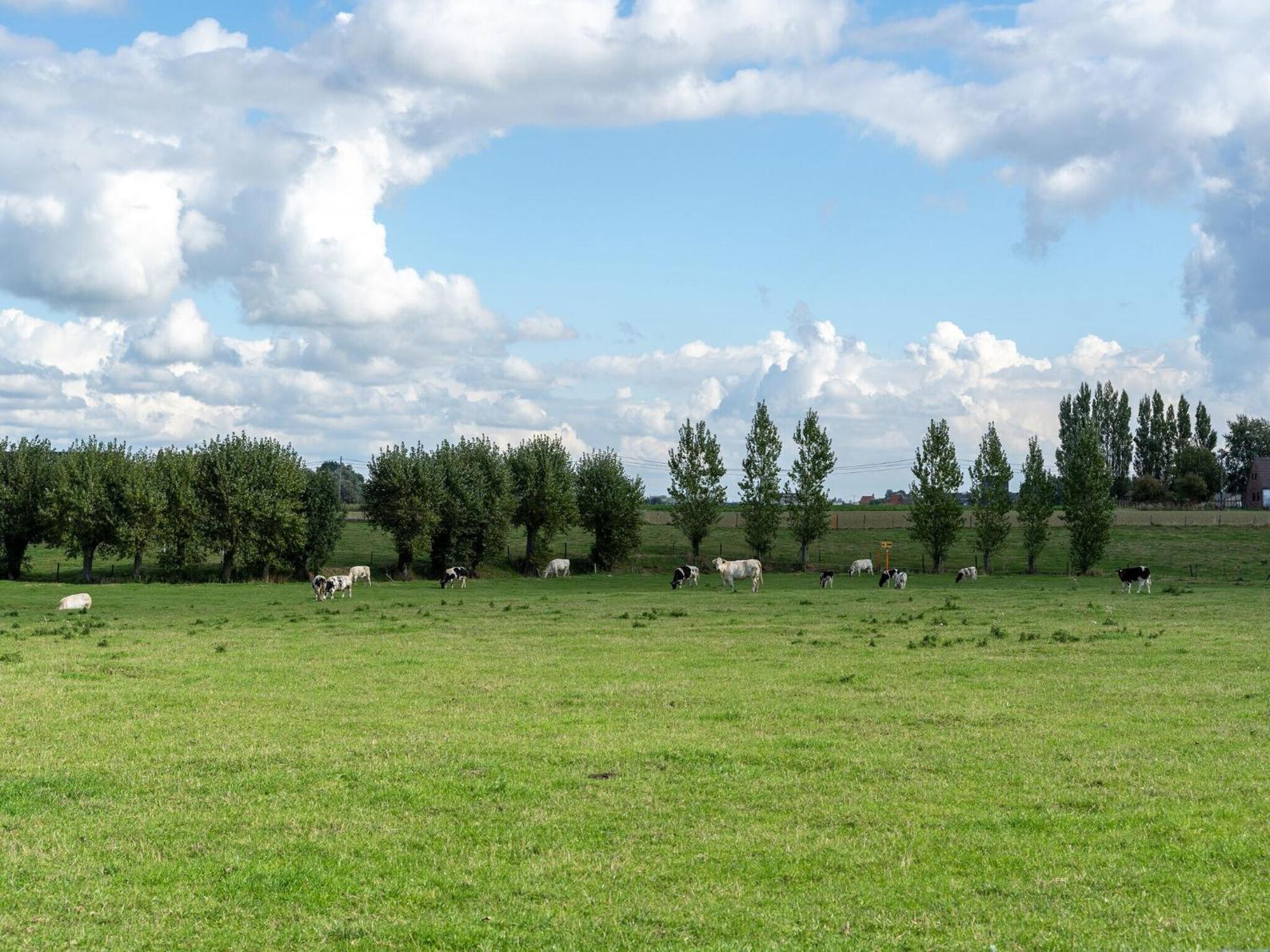 Spacious Holiday Home With Pond In Poperinge Roesbrugge-Haringe Buitenkant foto